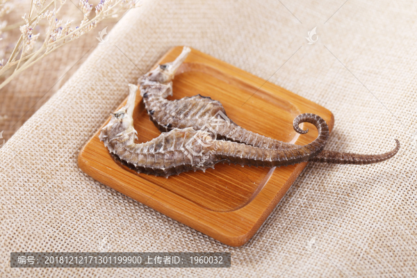 海馬中藥材風干滋補壯陽