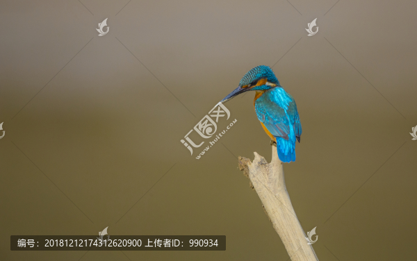 翠鳥