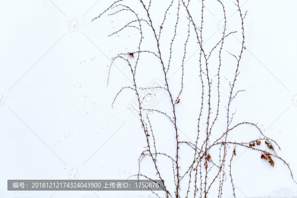 藤曼白底背景墻