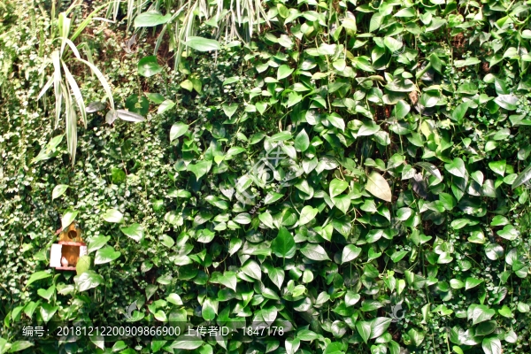 綠植墻