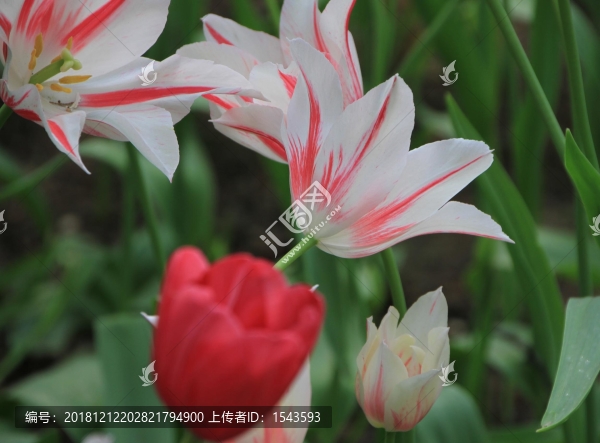 郁金香