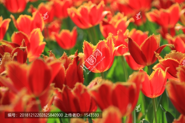 郁金香