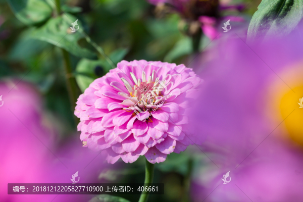 菊科花卉