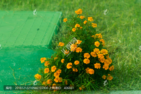 野花叢