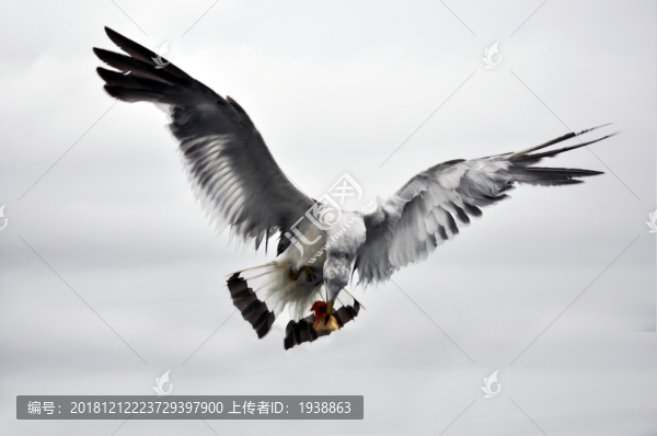 海鷗