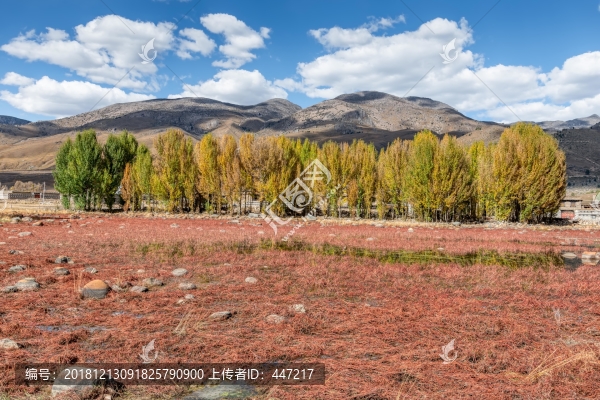 四川稻城桑堆紅草灘