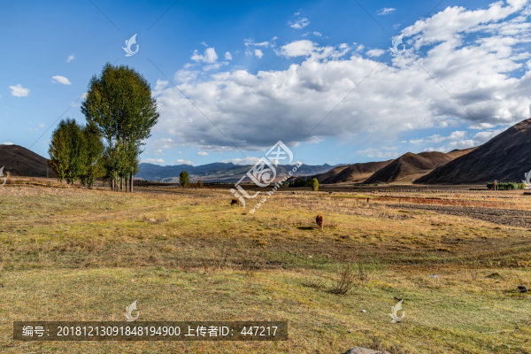 四川稻城桑堆紅草灘