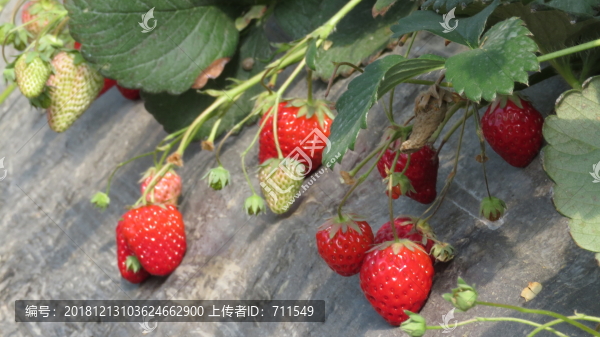 草莓