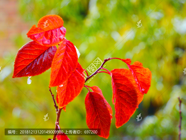雪中紅葉