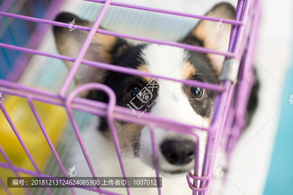 小狗