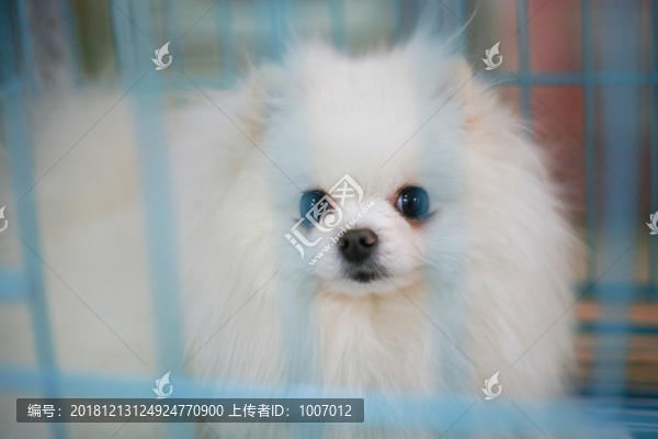 可愛的狗