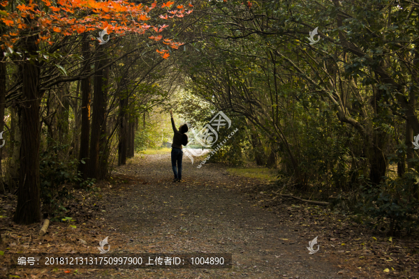小樹林晨曦