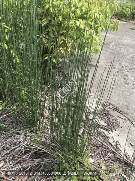 雜草