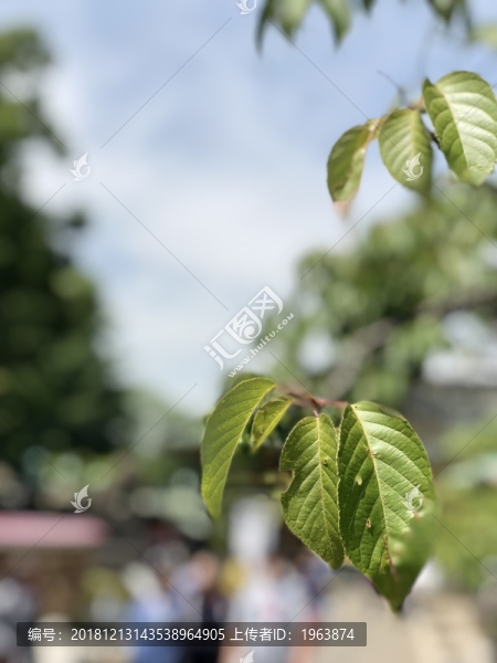 櫻桃樹葉
