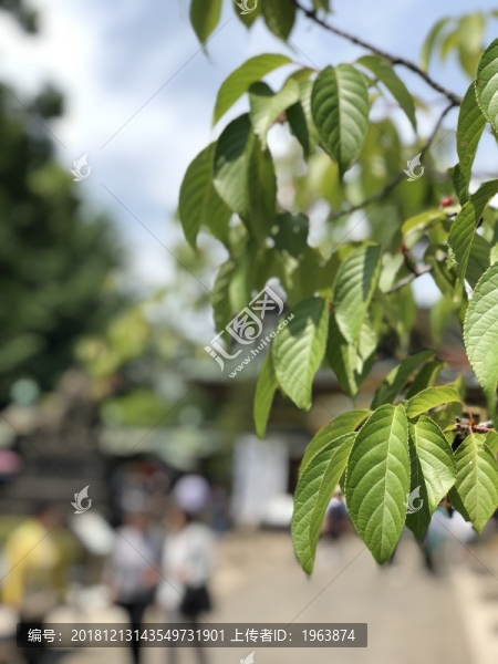 櫻桃樹