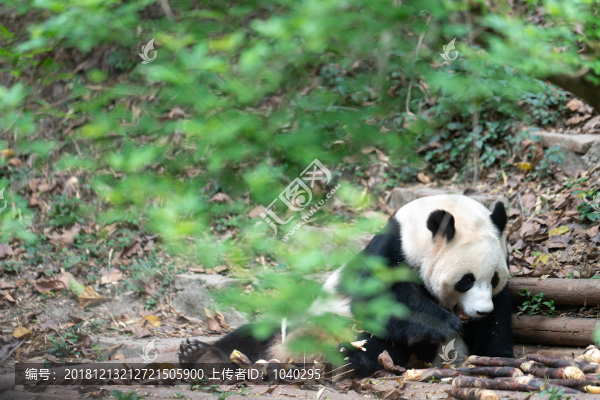 國家一級保護(hù)動物大熊貓