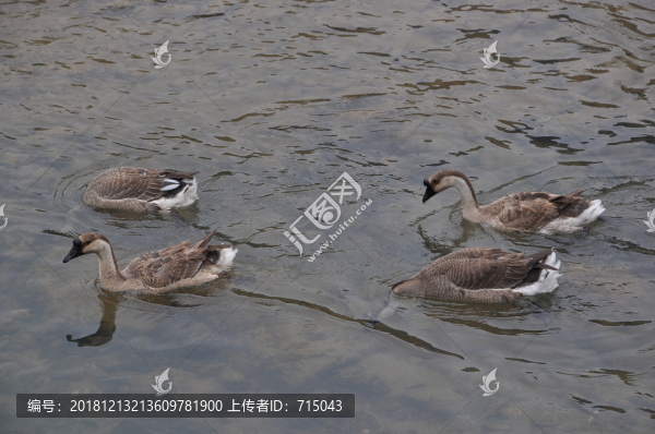 棕鵝