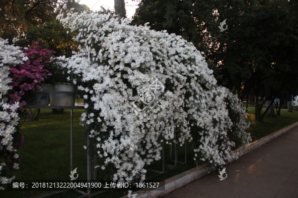 菊花