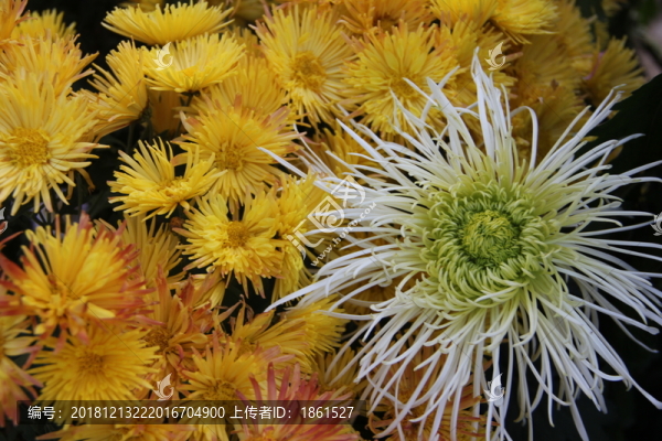 菊花