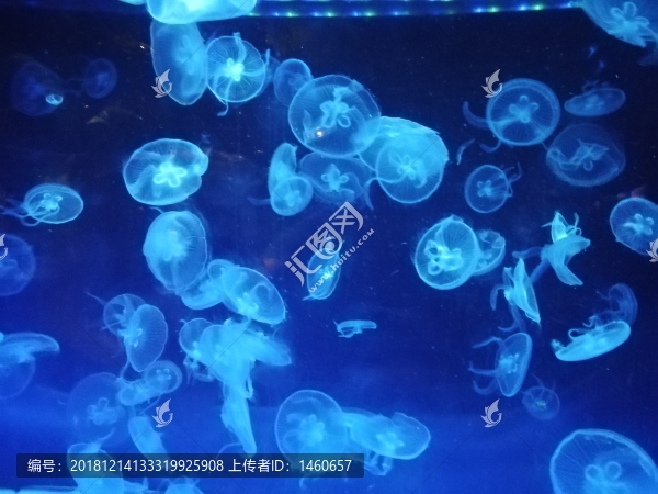 水母