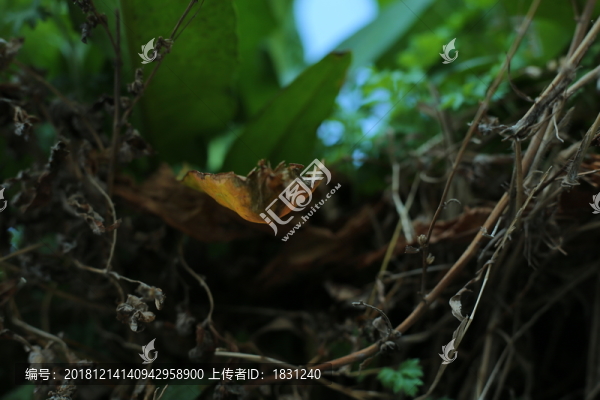 枯萎的牽?；ㄌ俾? title=