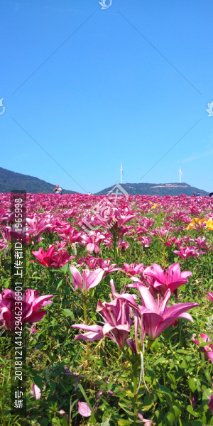 百合花