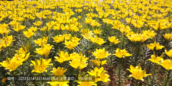 百合花