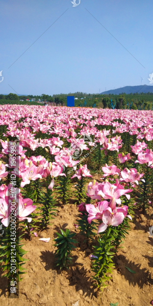 百合花