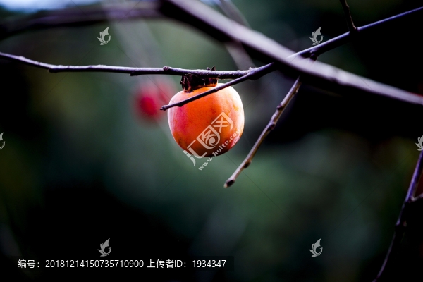 柿子