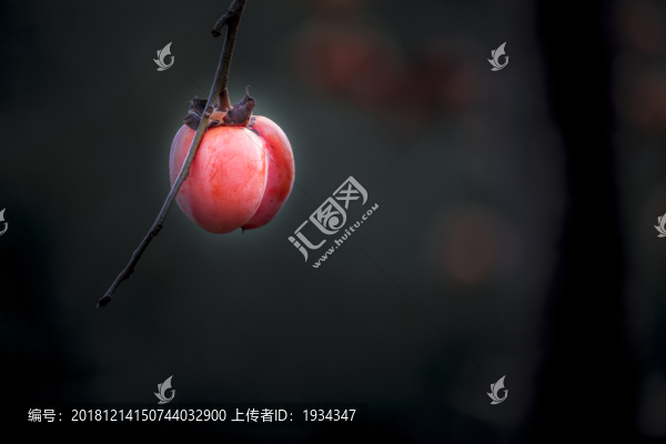 柿子