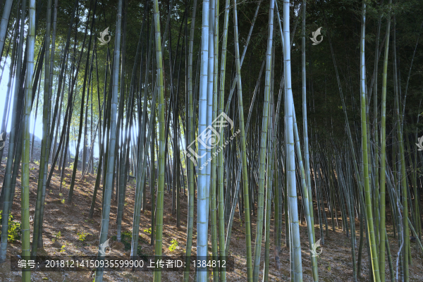 楠竹園