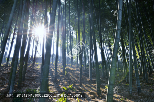 楠竹園