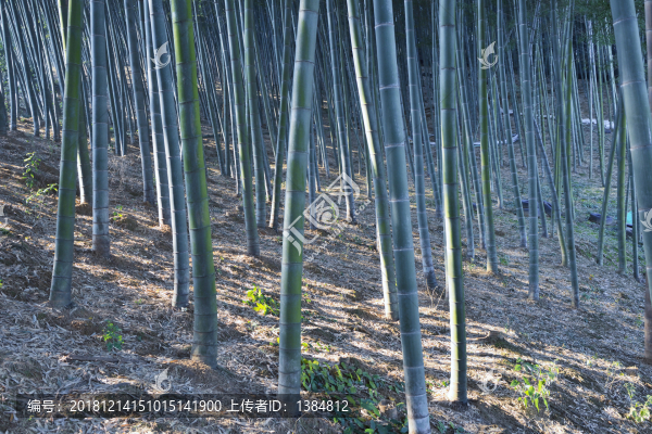 楠竹園