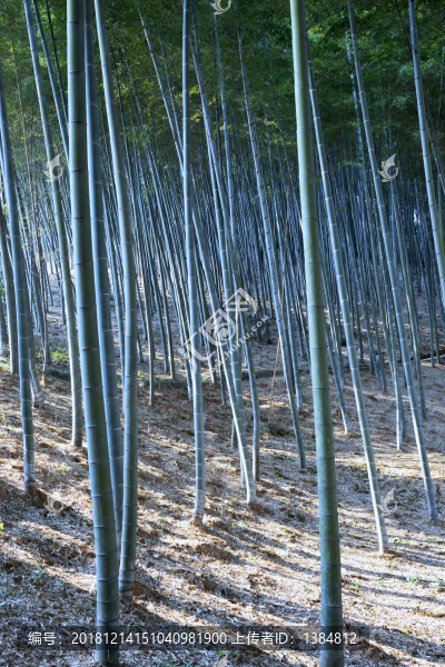 楠竹園