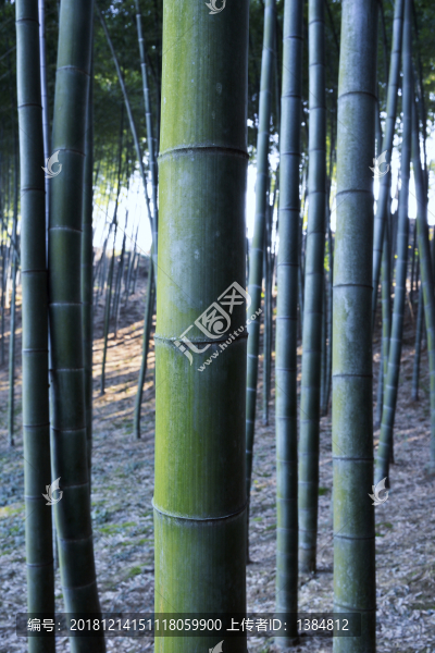 楠竹園