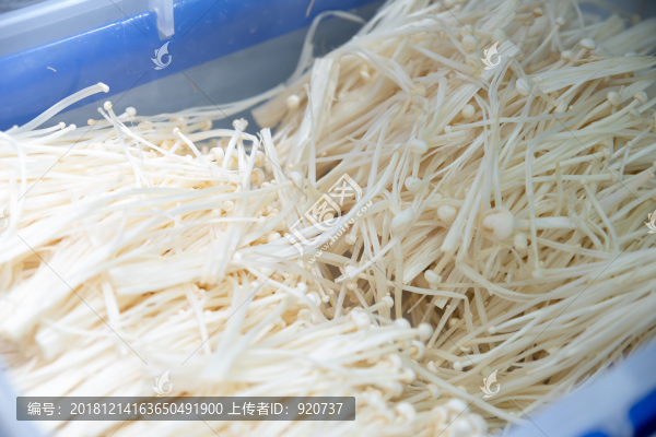 金針菇