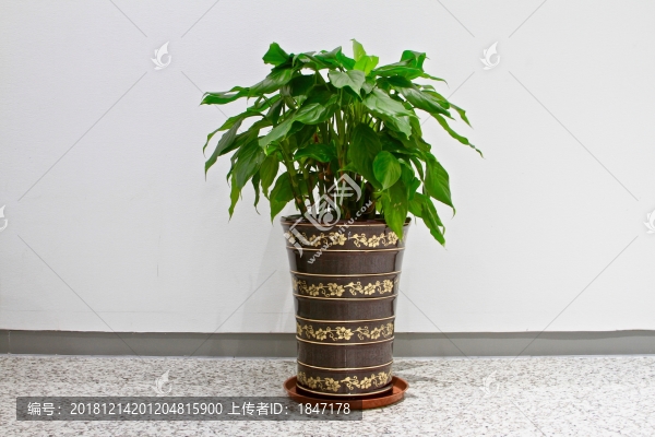 綠植盆栽