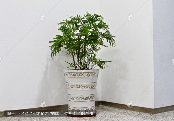 綠植盆栽