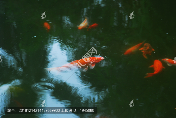 觀賞錦鯉