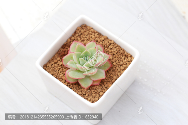 多肉植物