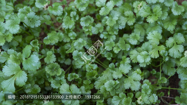 綠色香菜