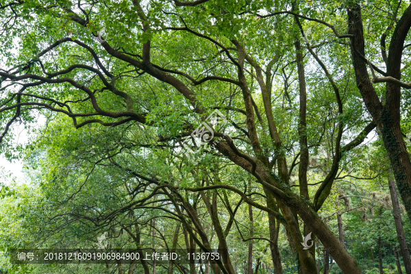 綠色樹林