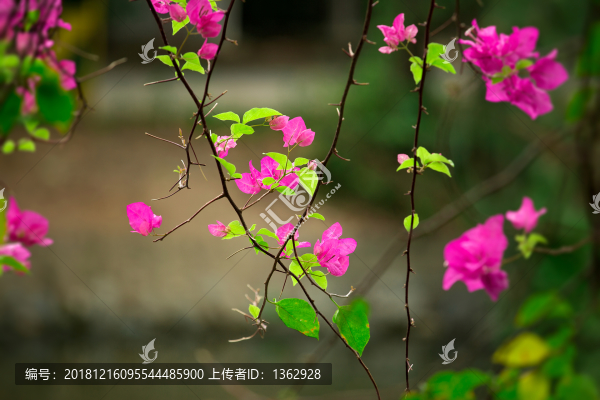 三角梅