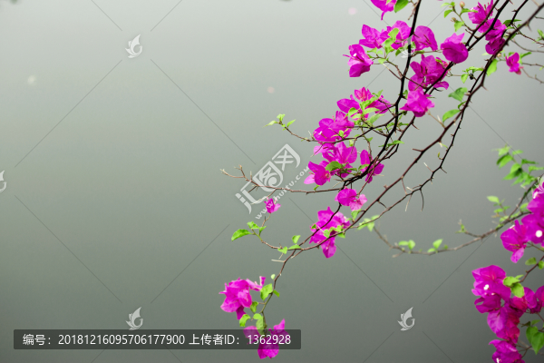 三角梅