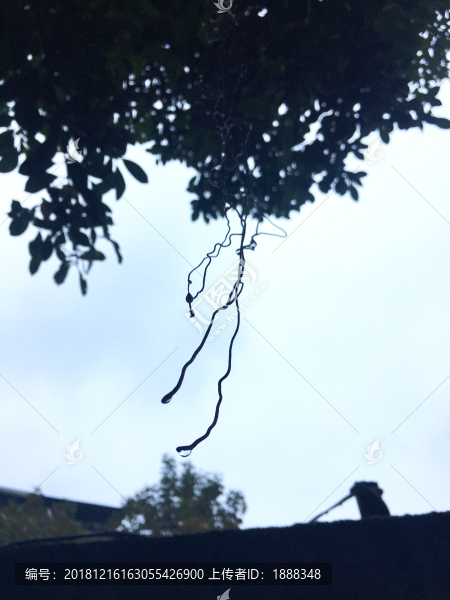 水珠露珠