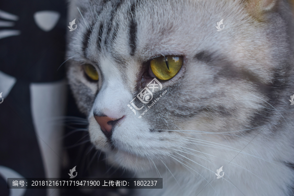 貓