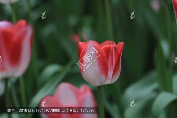 郁金香