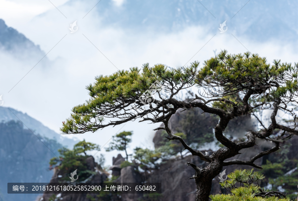黃山松