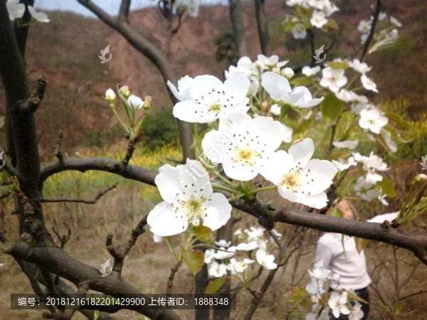 櫻桃花