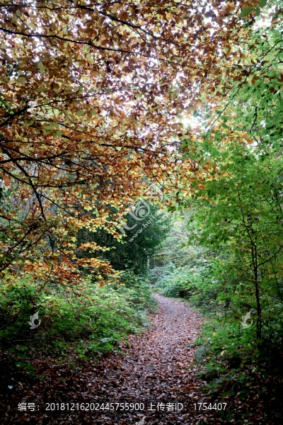 山間小路